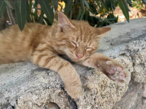 Katze