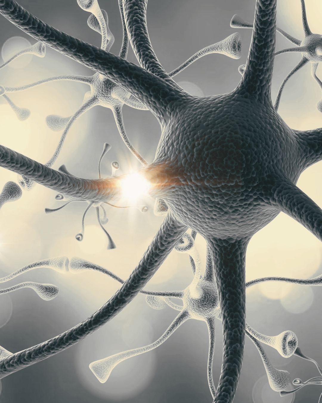 Die ersten Stunden des Tages sind durch eine erhöhte neuronale Plastizität gekennzeichnet. Unser Gehirn befindet sich nach dem Erwachen in einem Zustand, der besonders empfänglich für die Umstrukturierung synaptischer Verbindungen ist. 